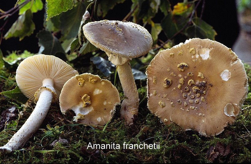 Amanita franchetii-amf198-1.jpg - Amanita franchetii ; Syn1: Amanita aspera var.franchetii ; Syn2: Amanita rubescens f.aspera ; Nom français: Amanite à voile jaune